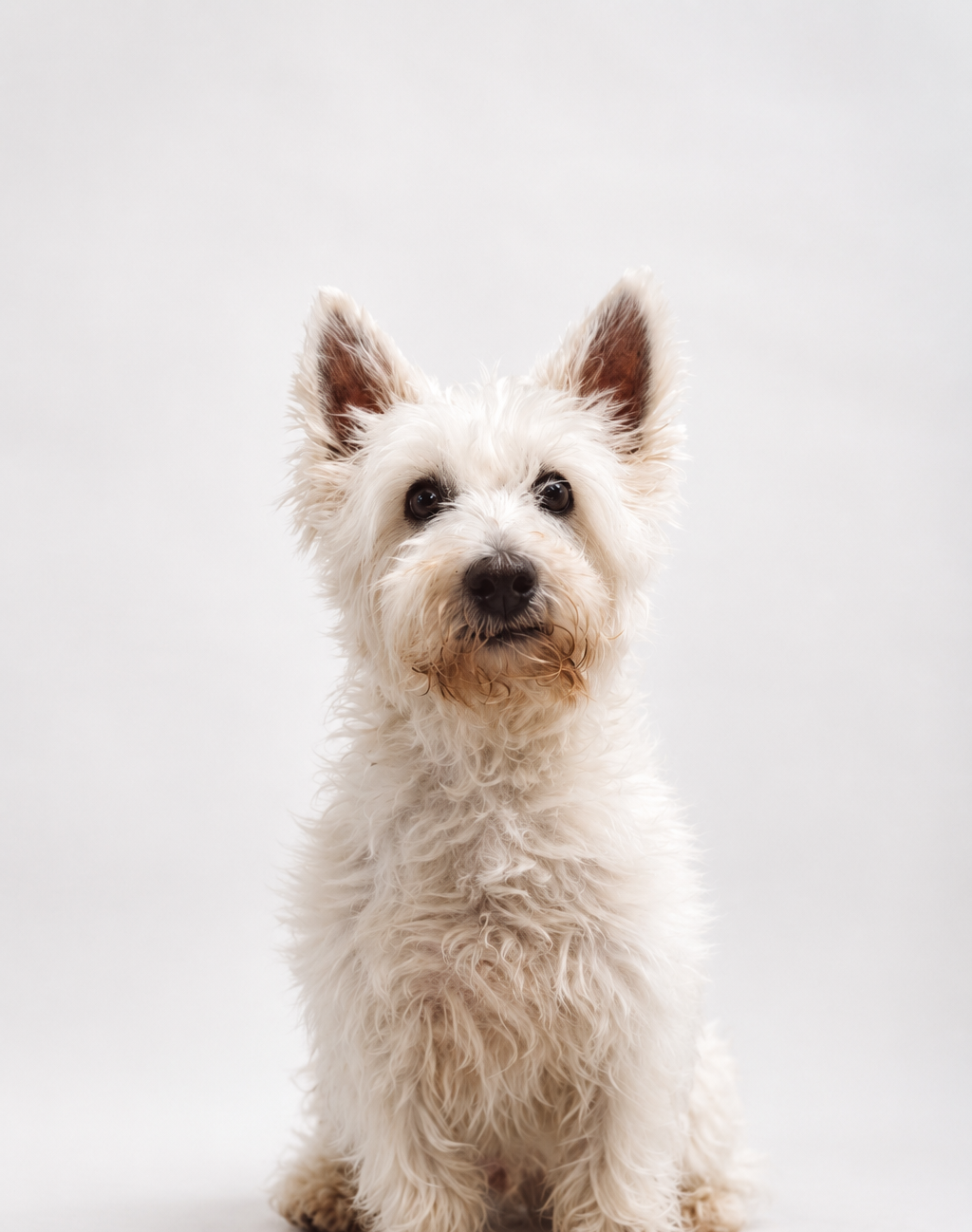 Gus-mascotte-Agora