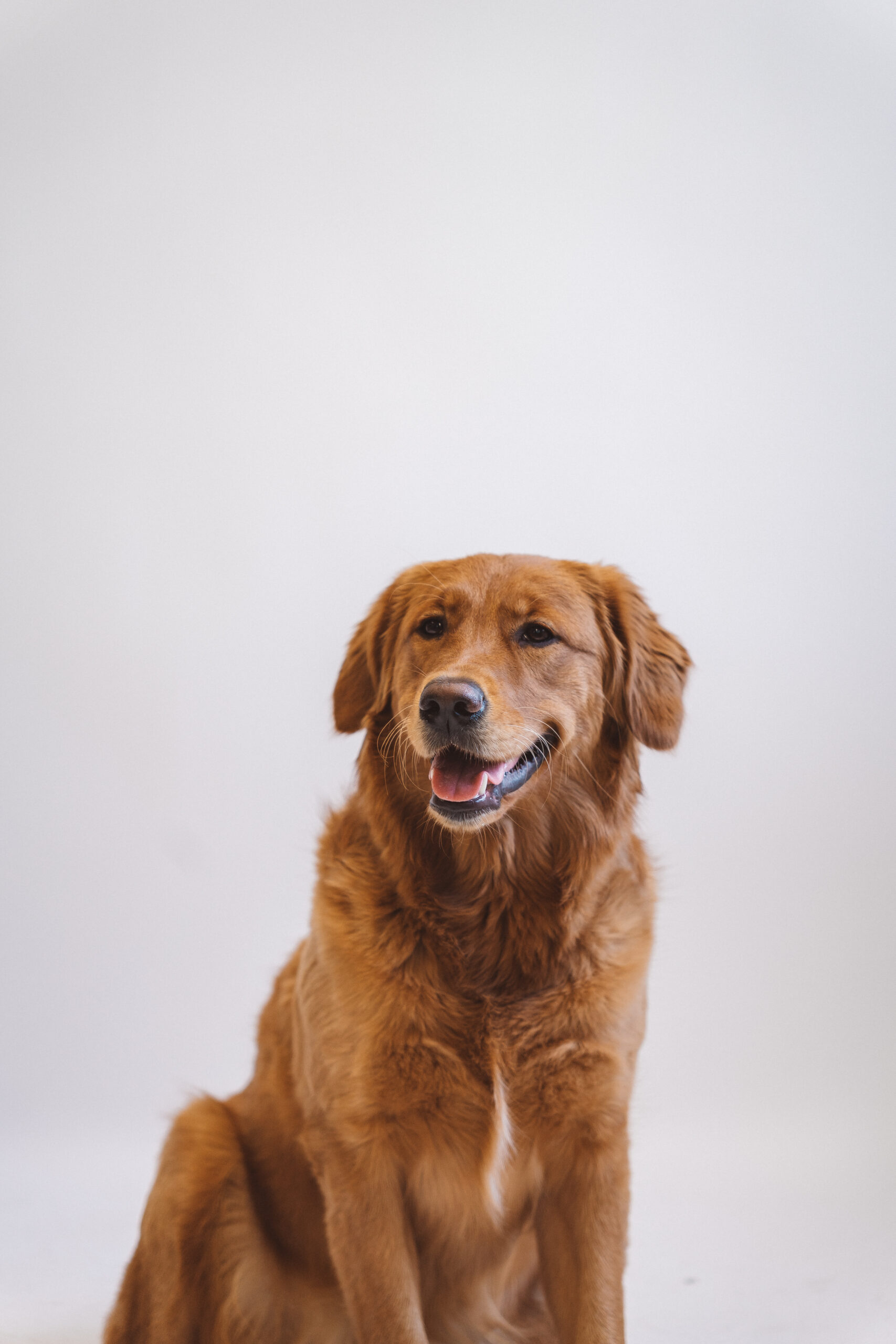 Winnie-mascotte-Agora