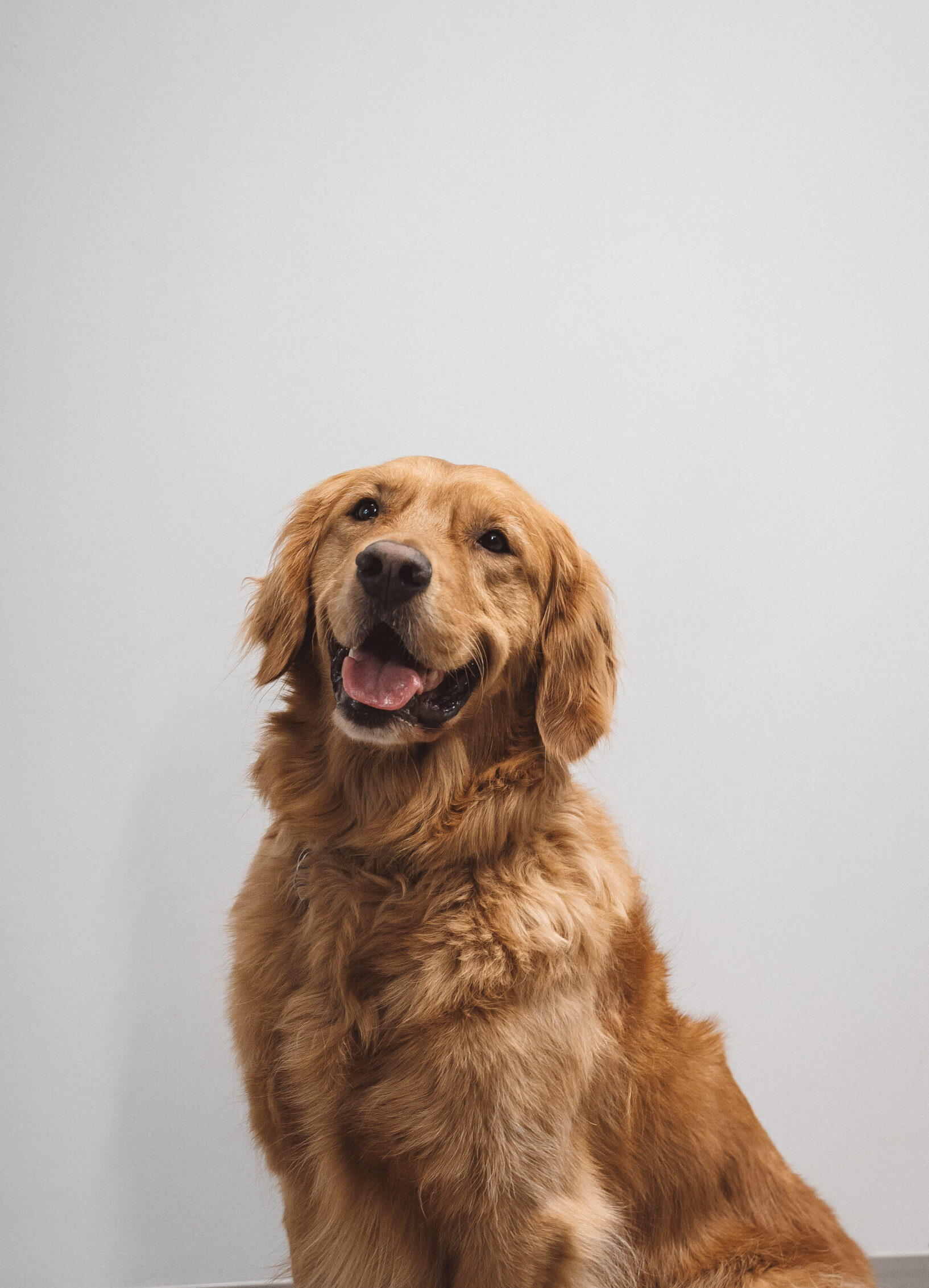 Kobi-mascotte-Agora